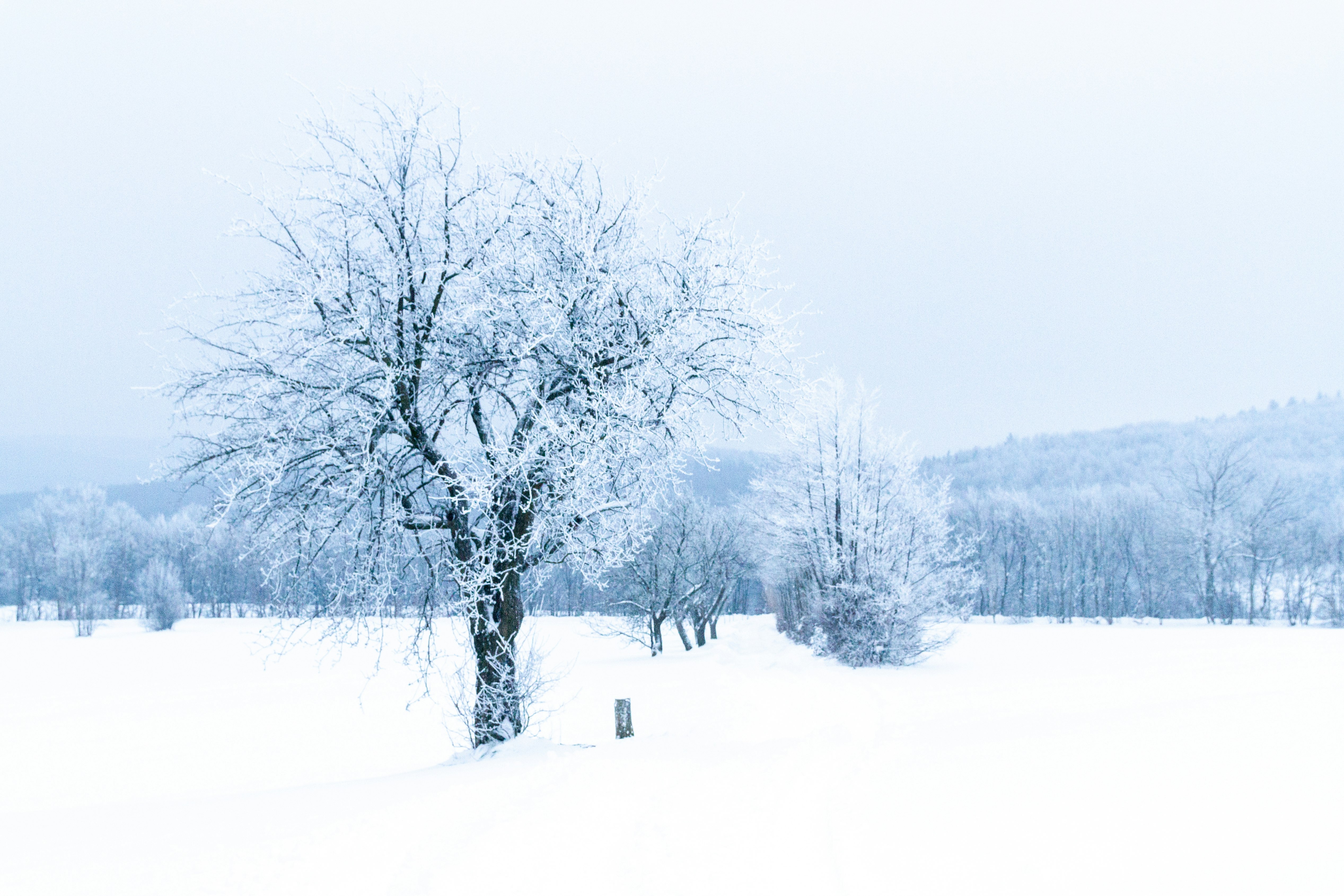 bare trees on snow covered ground during daytime